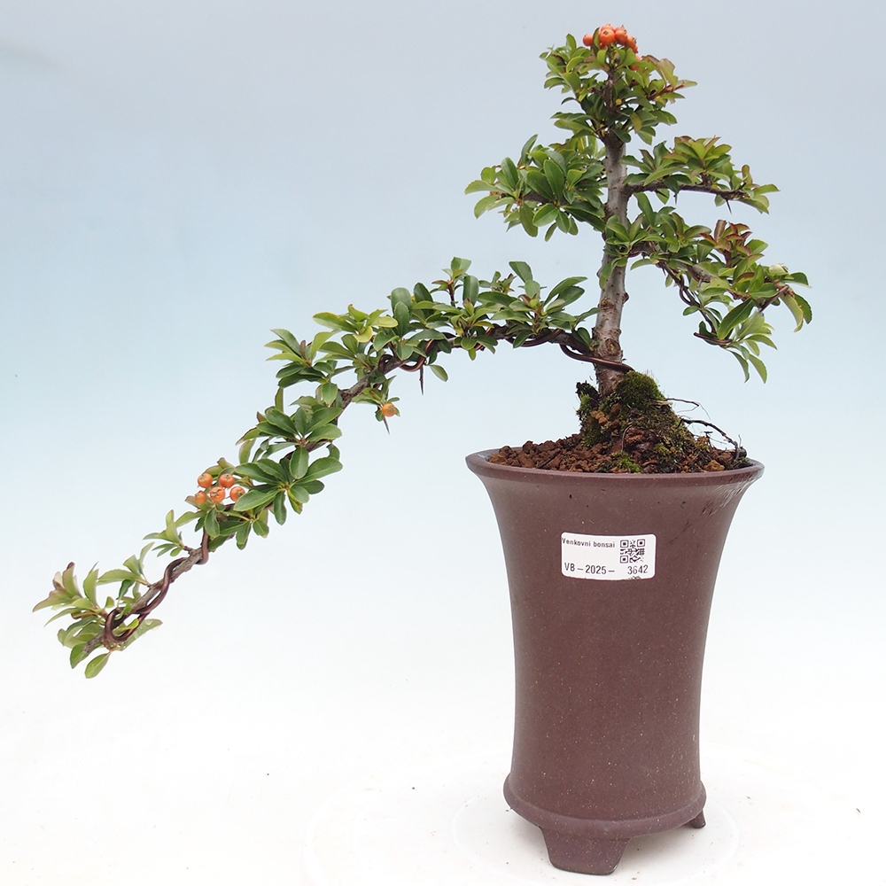 Outdoor bonsai-Pyracantha Teton -Hlox