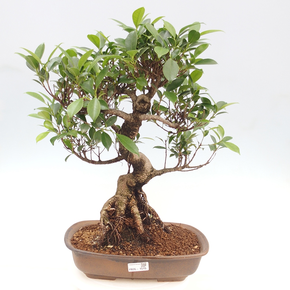 Room bonsai - Ficus kimmen - small-leaved ficus