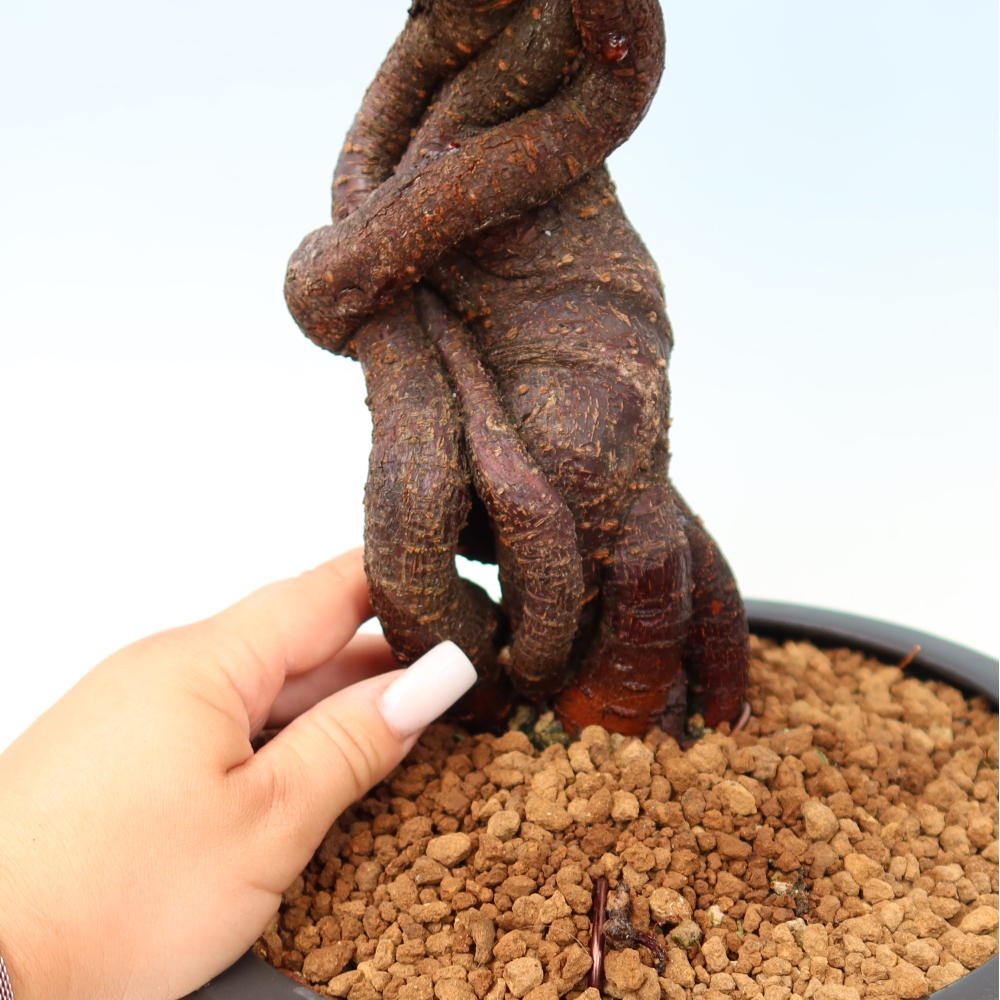 Outdoor Bonsai - Japanese Apricot - Prunus Mume