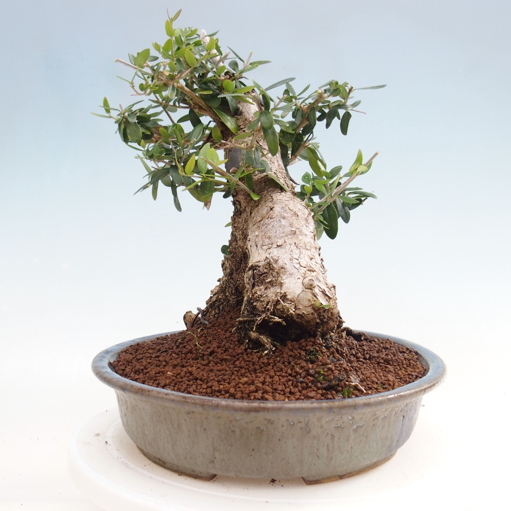 Indoor bonsai - Olea europaea sylvestris - European small-leaved olive oil