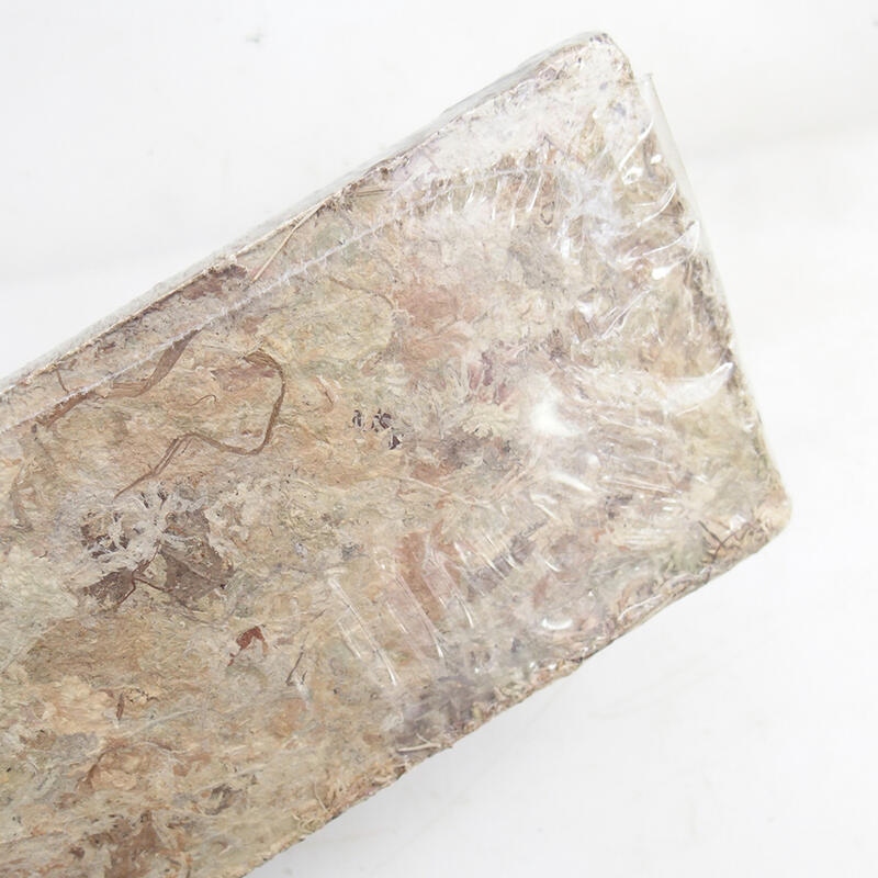 Sphagnum - peat moss 100 gr