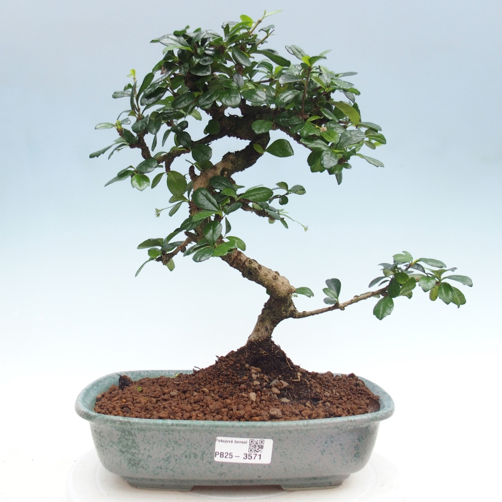 Room bonsai - Carmona macrophylla - Tea fuki