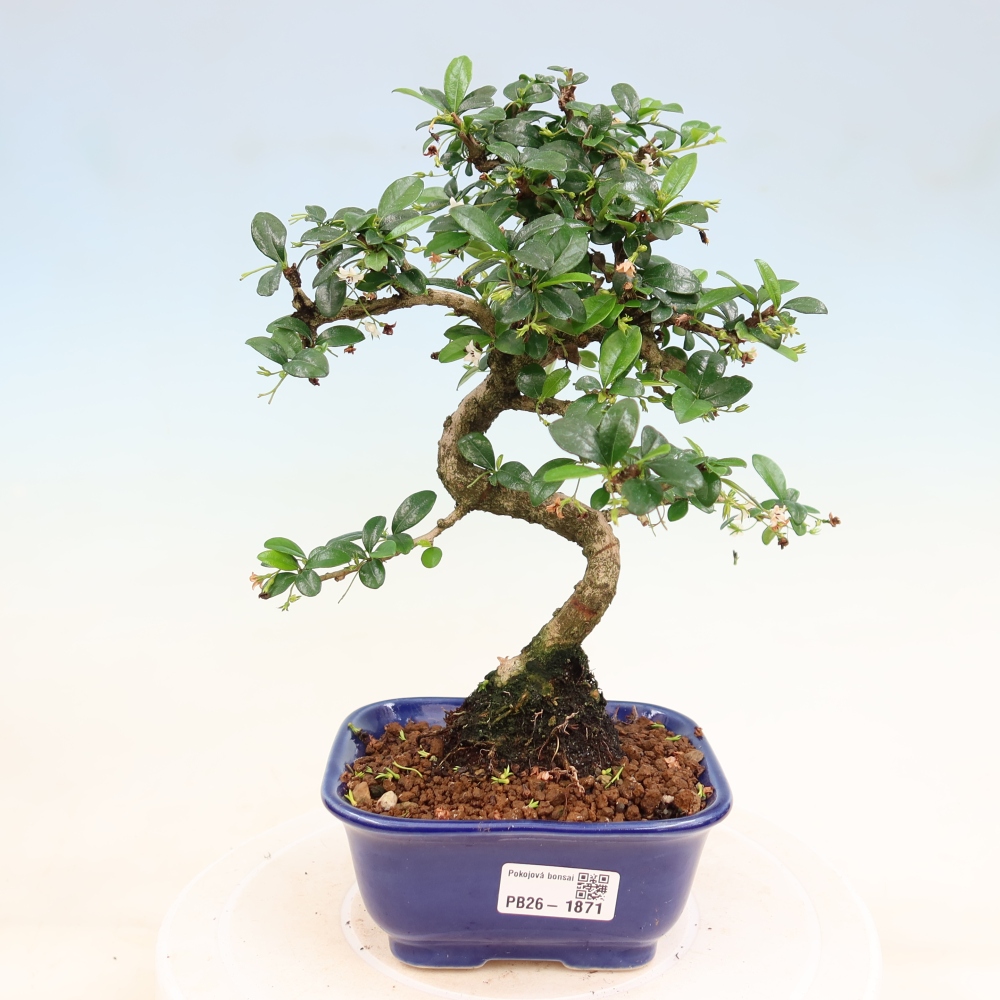 Room bonsai - Carmona macrophylla - Tea fuki