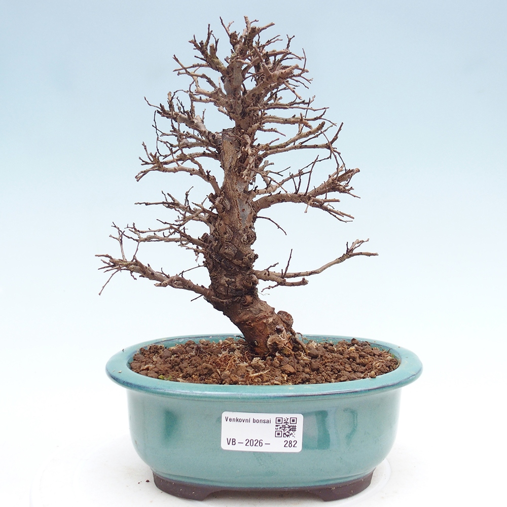 Outdoor bonsai - Zelkova - Zelkova NIRE
