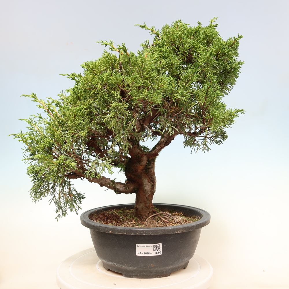 Outdoor Bonsai - Juniperus chinensis Itoigawa - Chinese Juniper