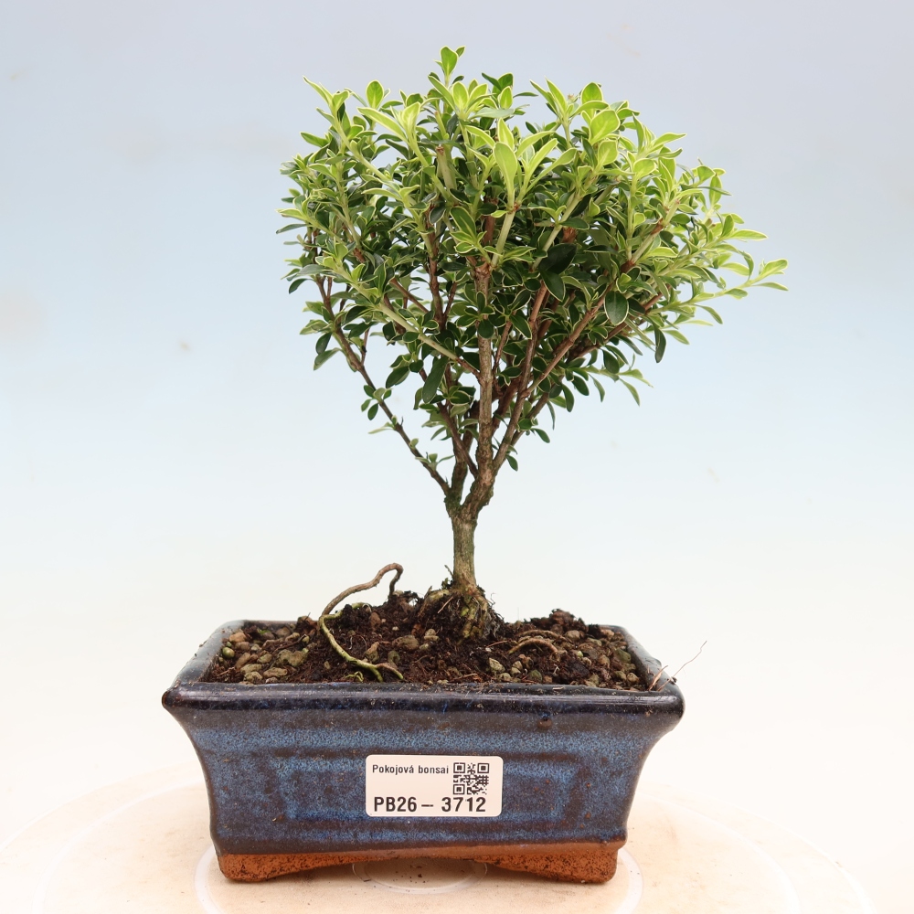Indoor Bonsai - Serissa foetida Variegata - Tree of a Thousand Stars