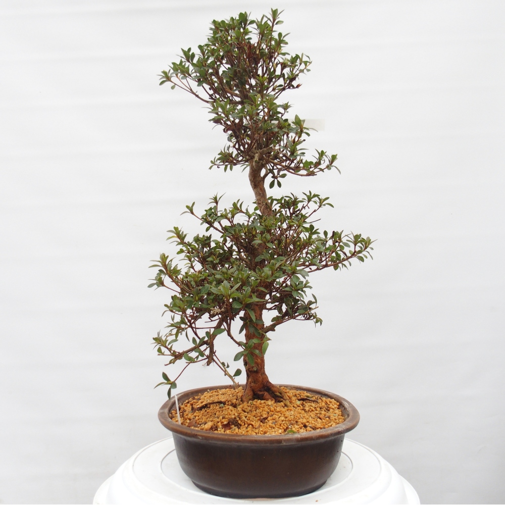 Outdoor bonsai - Japanese Azalea - Azalea Hanatsuzuri