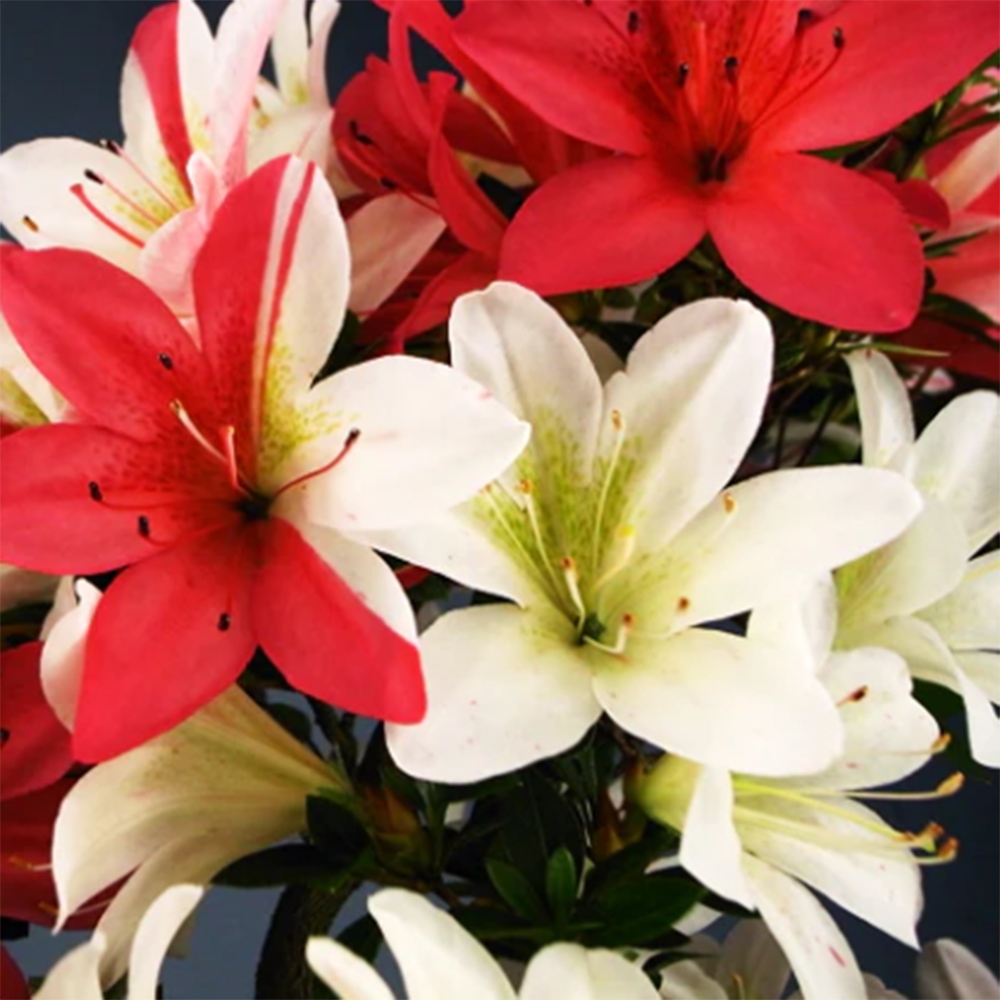 Outdoor bonsai - Japanese Azalea - Azalea Hanatsuzuri
