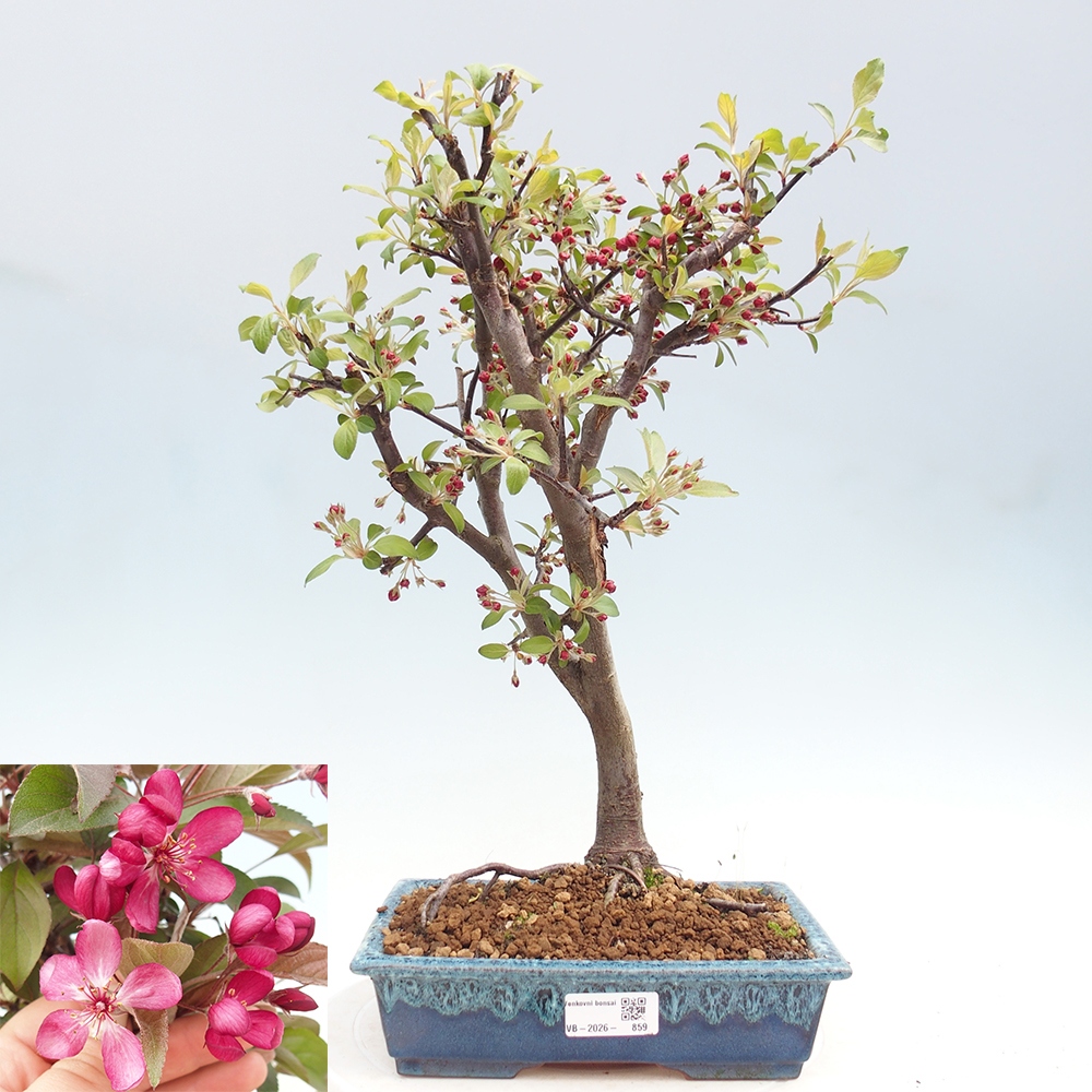 Outdoor bonsai -Malus domestica - Small-fruited red-leaved apple tree