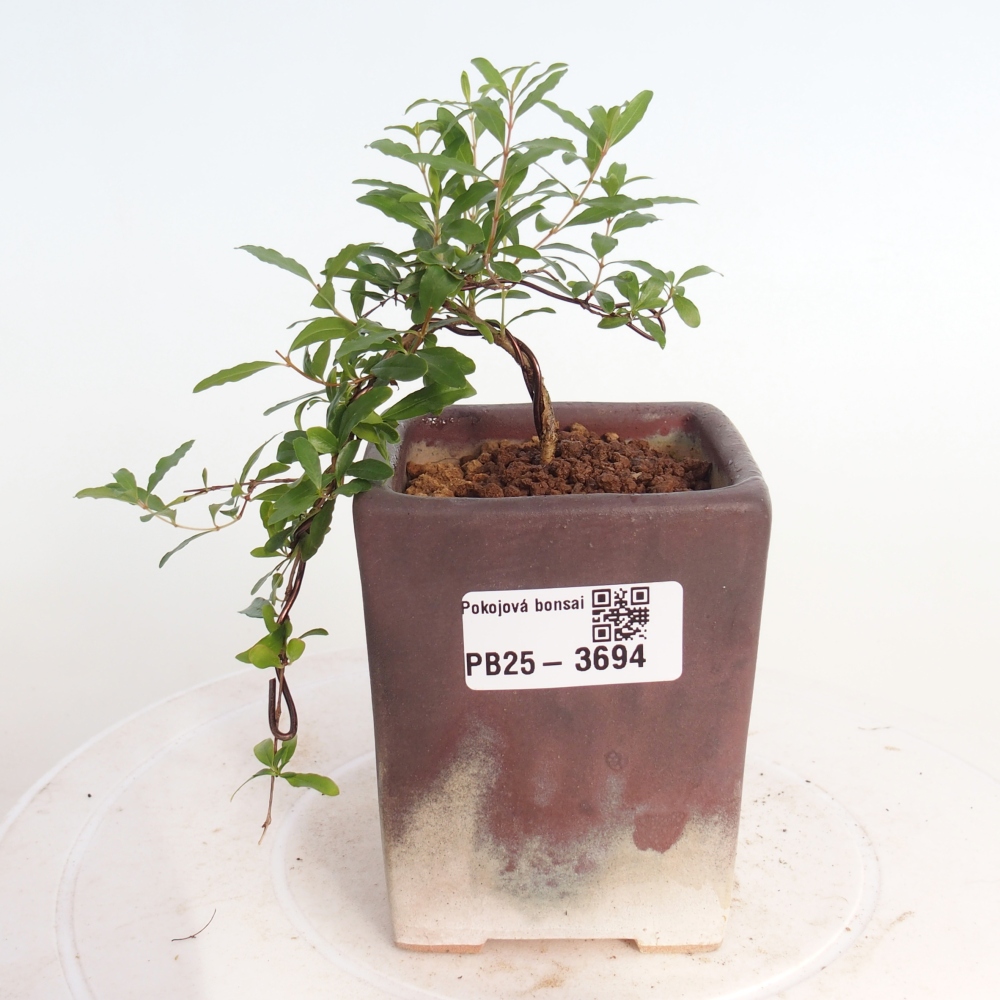 Room bonsai-PUNICA granatum nana-Granate apple
