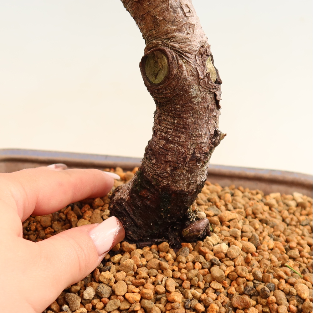 Outdoor Bonsai - Pinus mugo Humpy  - Mountain Pine