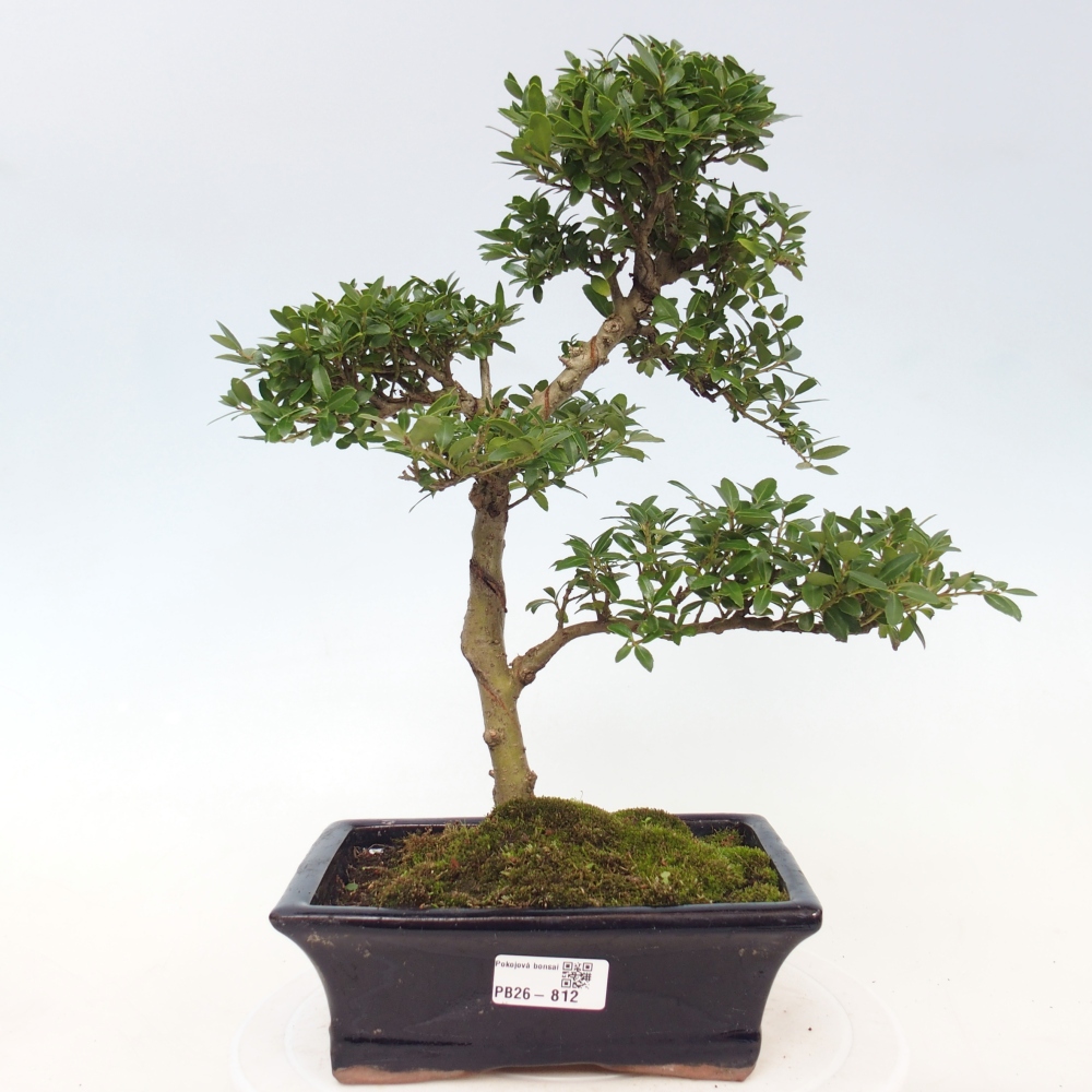 Room bonsai - Ilex crenata - Holly