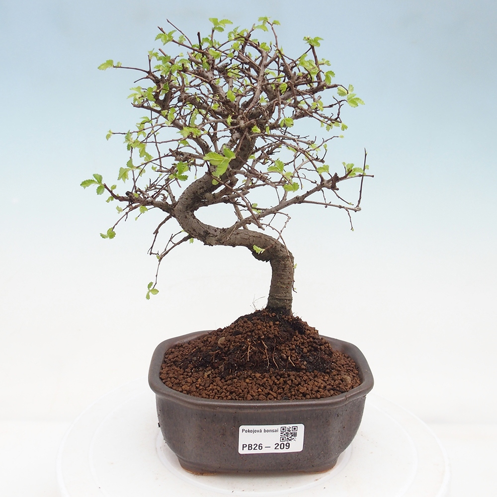 Room bonsai - Ulmus parvifolia - Small-leaved elm