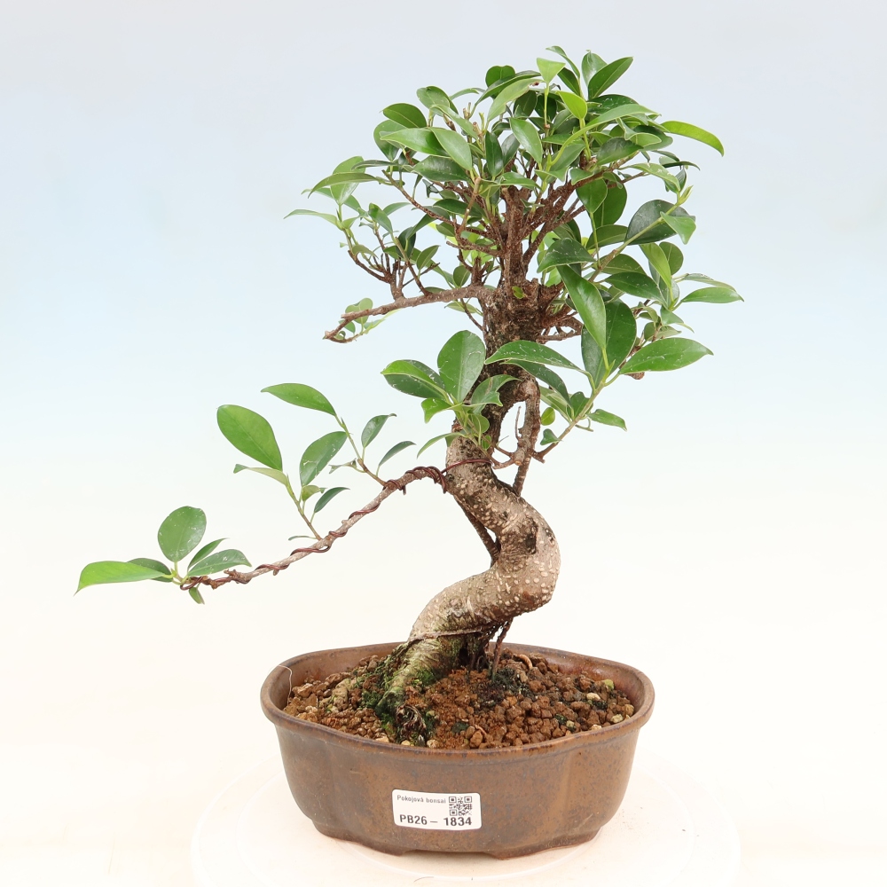 Room bonsai - Ficus retusa - small-leaved ficus