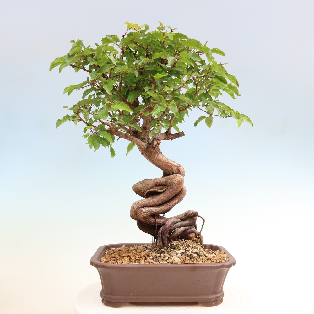 Outdoor bonsai -Carpinus coreana - Korean Hornbeam