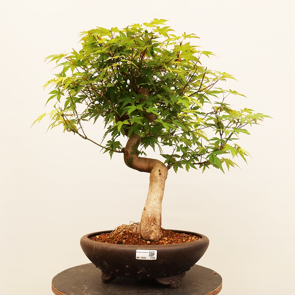 Outdoor bonsai - Maple palmatum - Palms