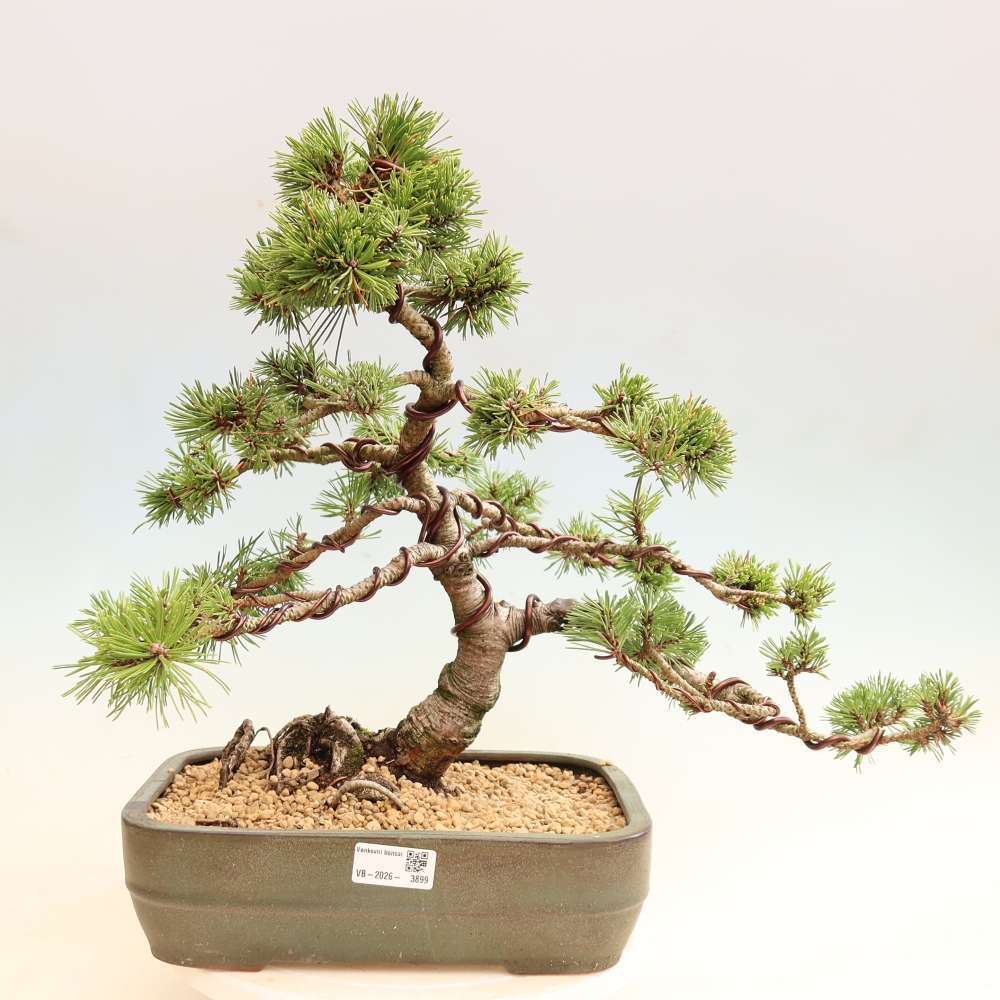Outdoor Bonsai - Pinus mugo Humpy  - Mountain Pine