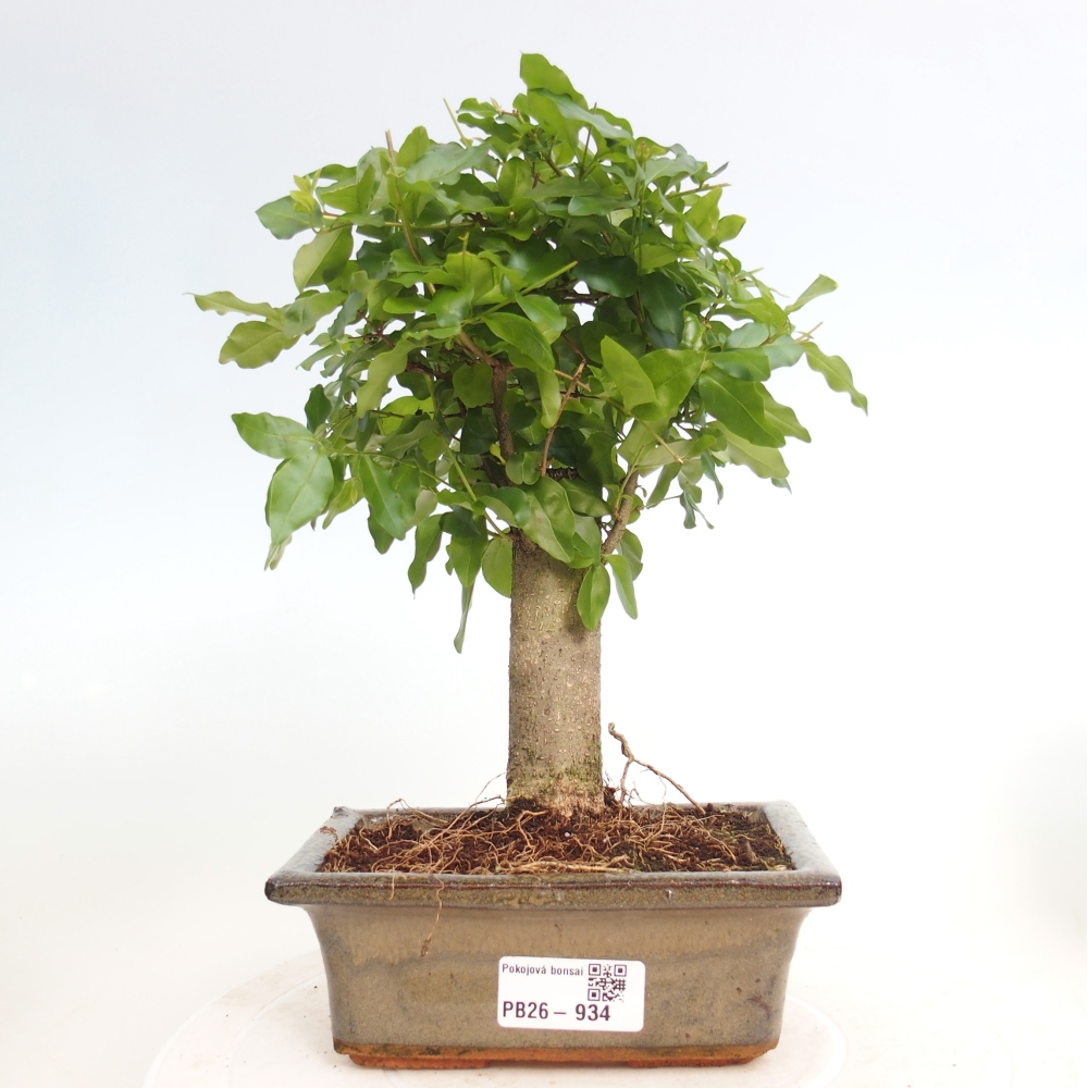 Room bonsai -Ligustrum chinensis - Birds Beak