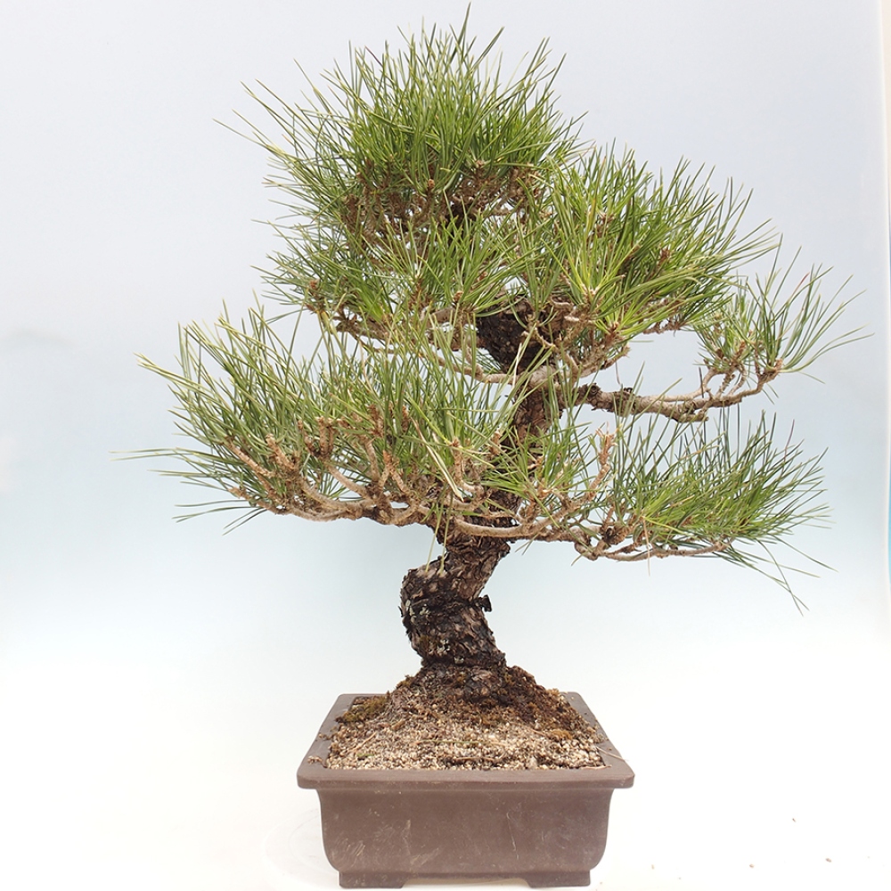 Outdoor bonsai - Pinus thunbergii - Thunberg pine