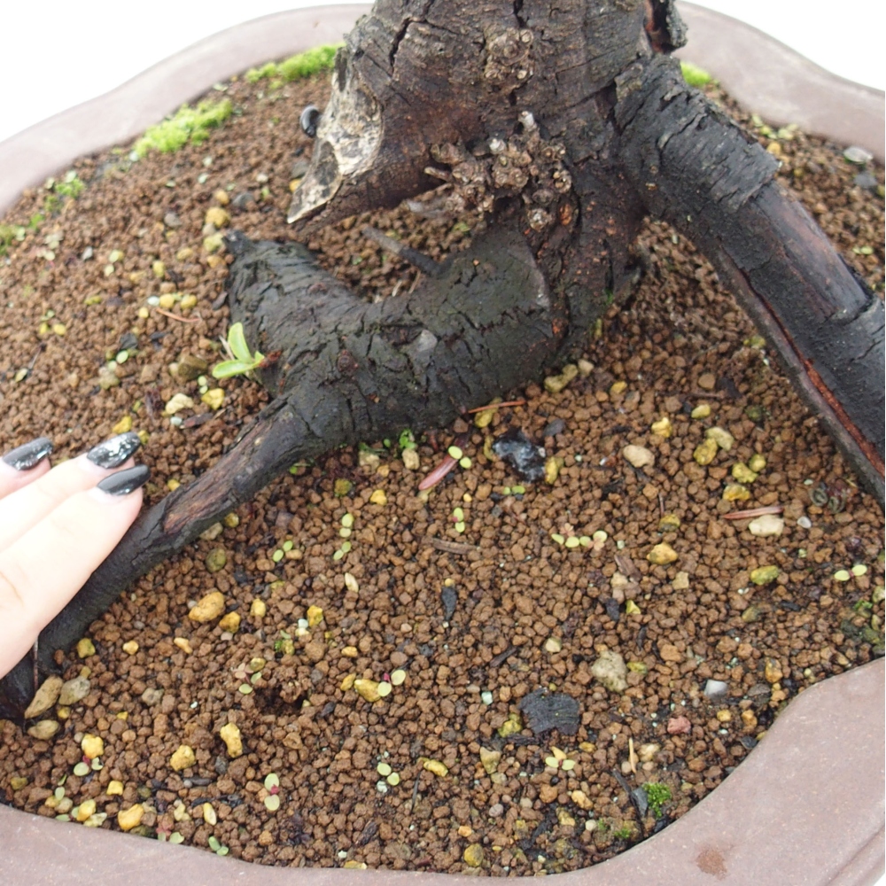 Outdoor bonsai - Prunus spinosa - blackthorn