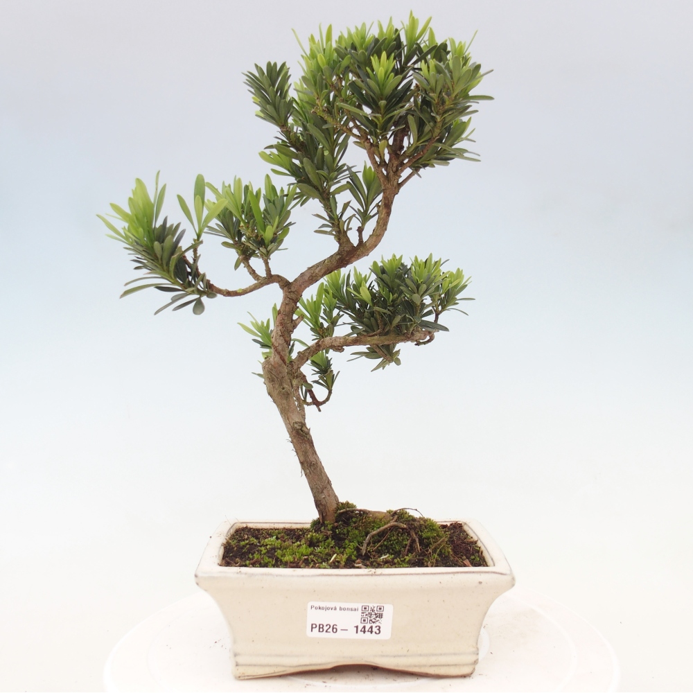 Room bonsai - Podocarpus - Stone Yew