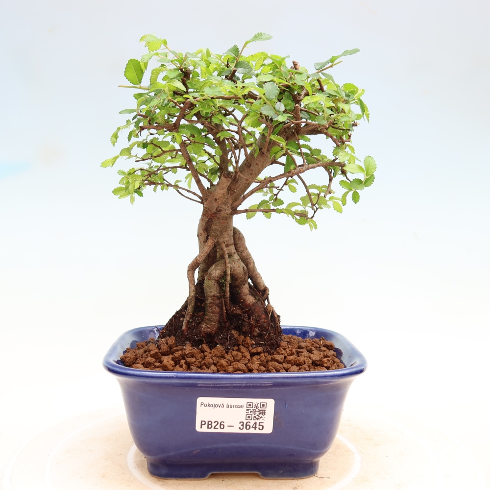Room bonsai - Ulmus parvifolia - Small-leaved elm