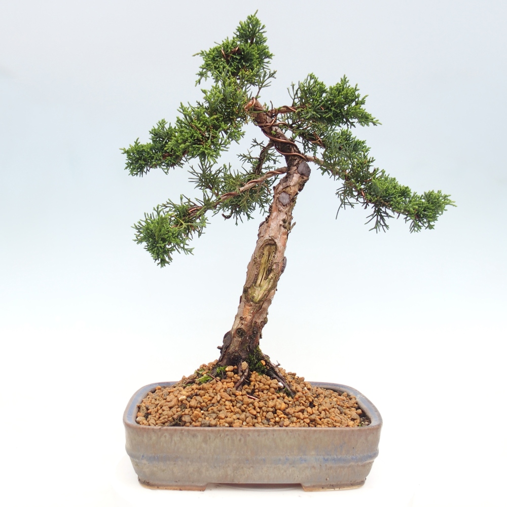 Outdoor bonsai - Juniperus chinensis Kishu