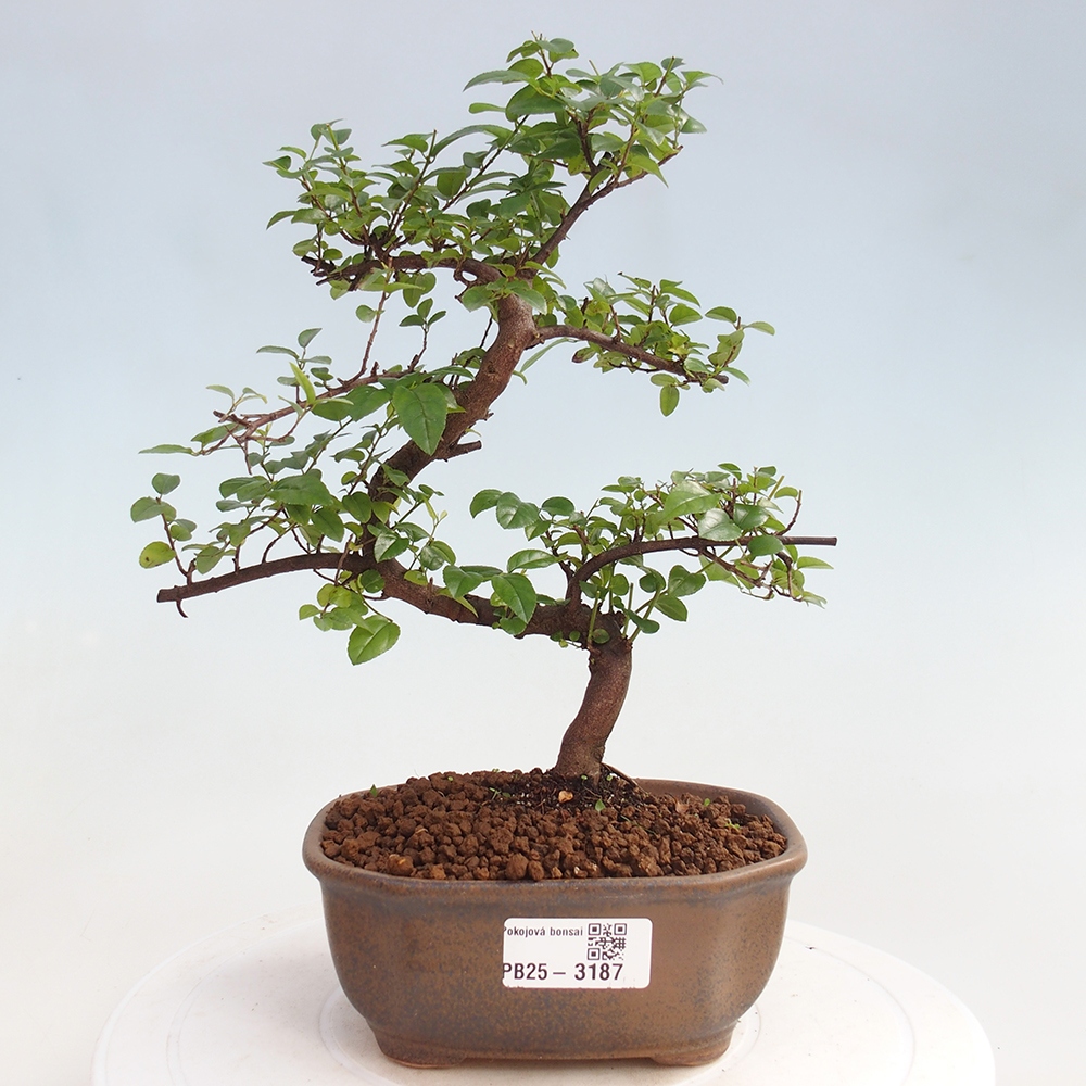 Indoor bonsai - Sagerécie thea - Sagerécie thea
