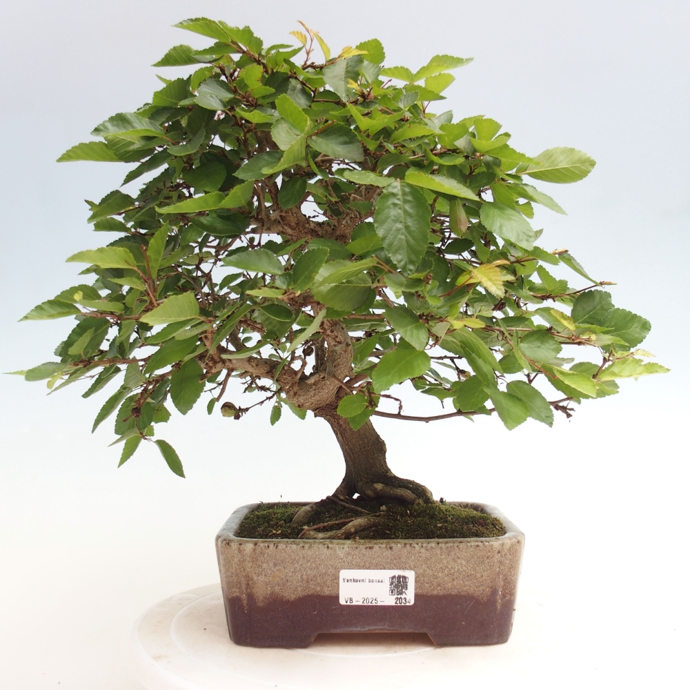 Outdoor bonsai -Carpinus CARPINOIDES - Korean hornbeam