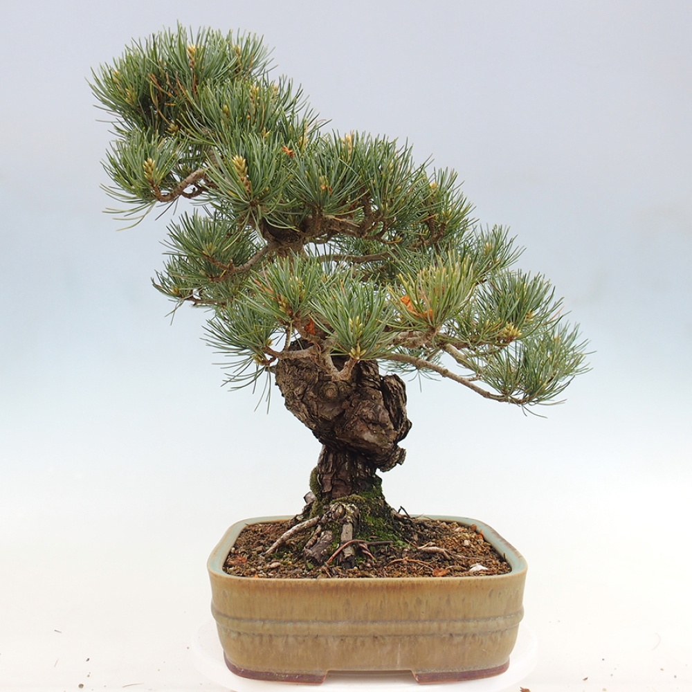 Outdoor bonsai - Pinus parviflora - Pinus parviflora