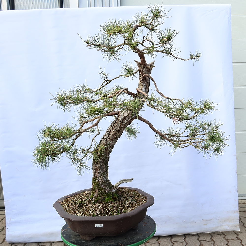 Pinus sylvestris Spain - Scots pine