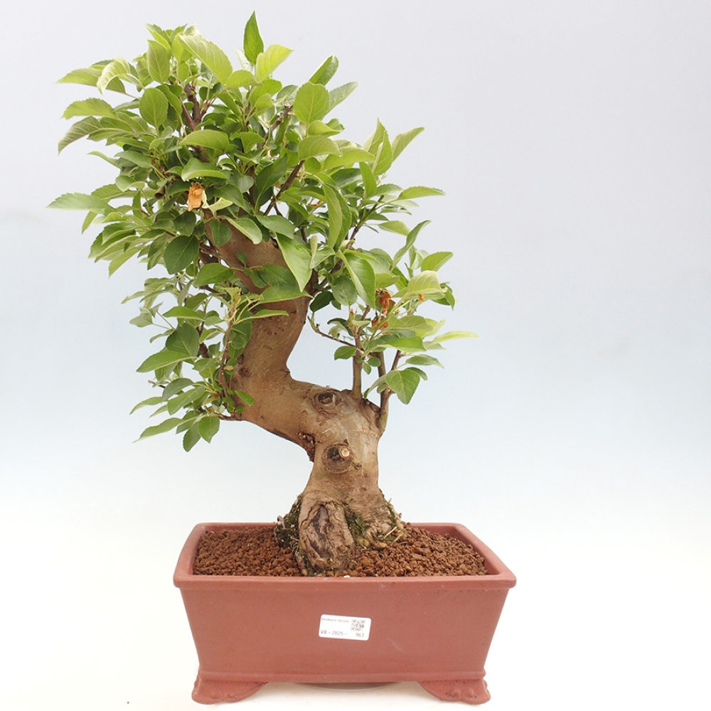 Outdoor bonsai - Malus halliana - Small-fruited apple tree