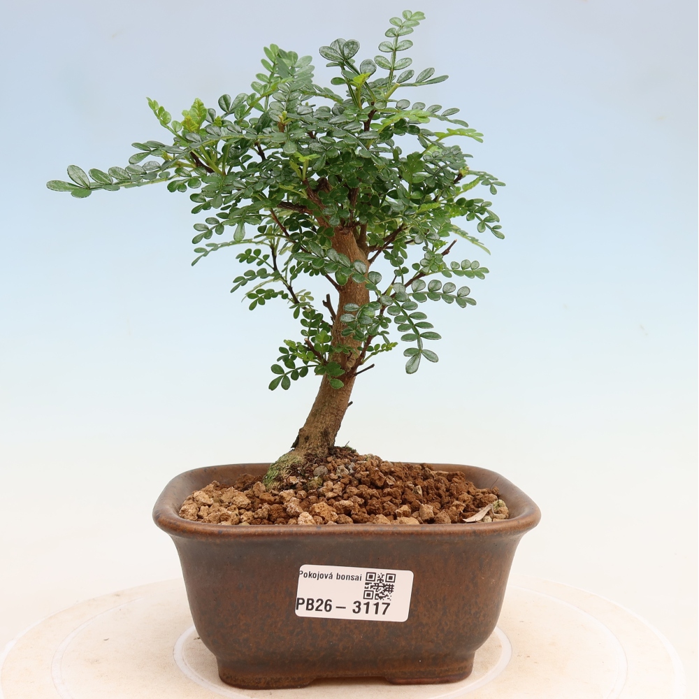 Room bonsai - Zantoxylum piperitum - pepper tree
