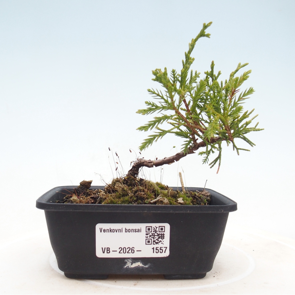 Outdoor bonsai - Juniperus chinensis Itoigawa