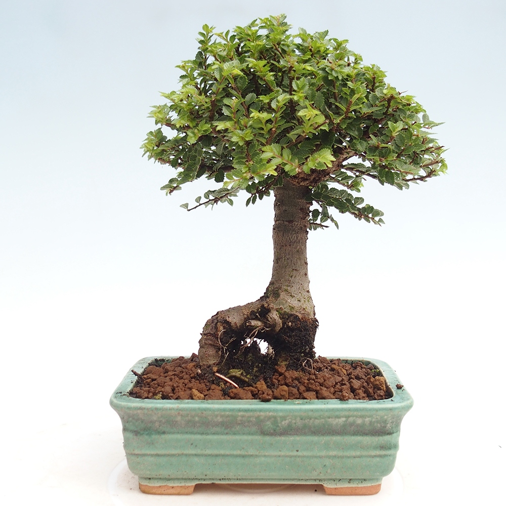 Outdoor bonsai - Ulmus parvifolia Hokkaido - Chinese elm