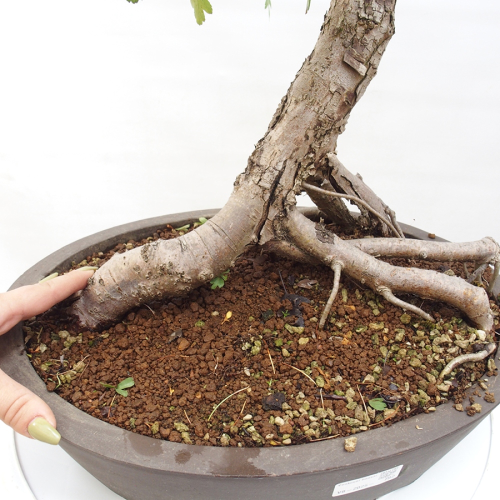 Outdoor bonsai - Hawthorn - Crataegus monogyna