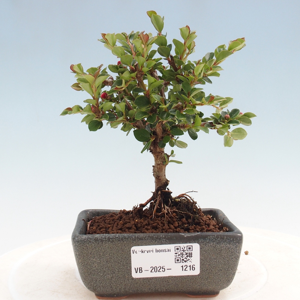 Outdoor bonsai - Cotoneaster horizontalis - Rock tree