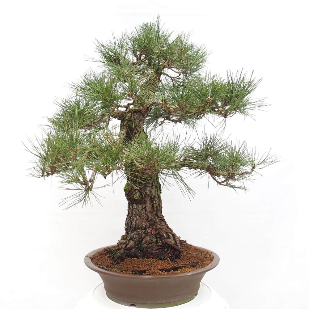 Outdoor bonsai - Pinus thunbergii - Thunberg pine