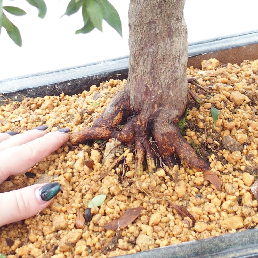Outdoor bonsai - Japanese azalea - Azalea CHIHIRO