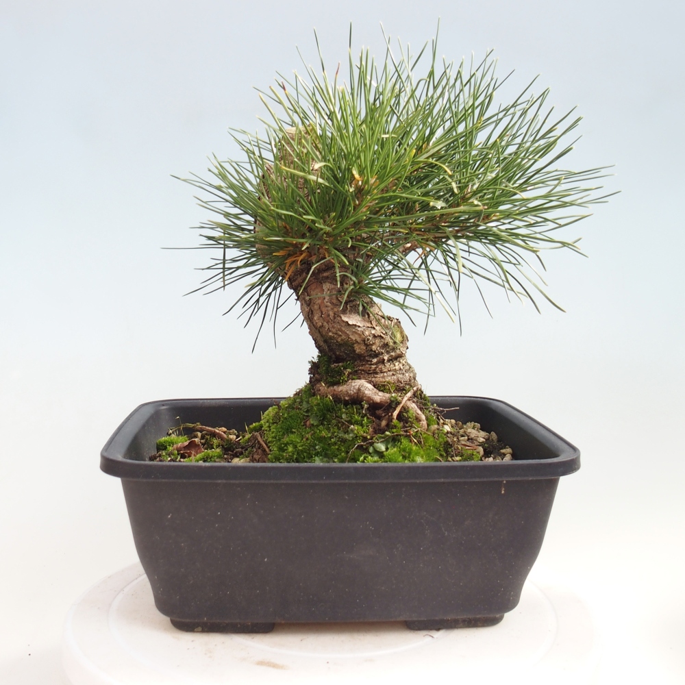 Outdoor bonsai - Pinus thunbergii - Thunberg pine