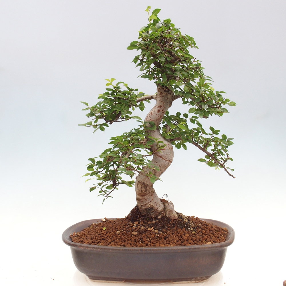 Indoor bonsai - Ulmus parvifolia - Small-leaved elm