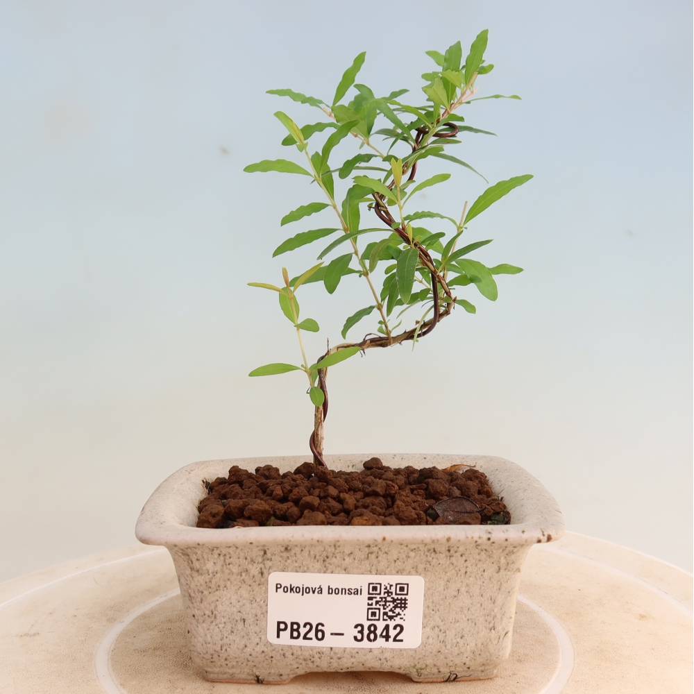 Room bonsai-PUNICA granatum nana-Granate apple