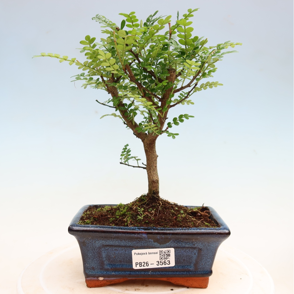 Room bonsai - Zantoxylum piperitum - pepper tree