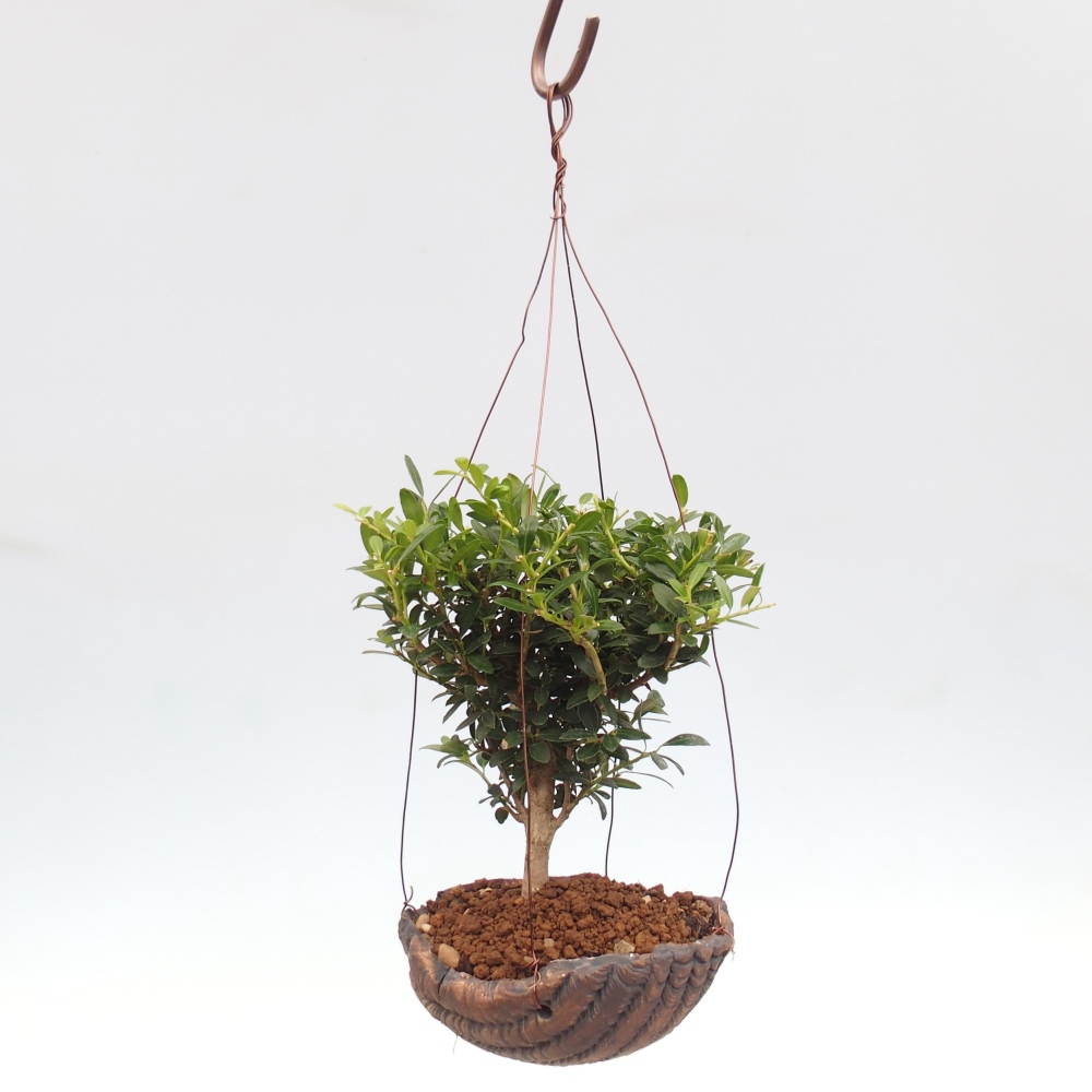 Kokedama in ceramic - Ilex crenata - Holly