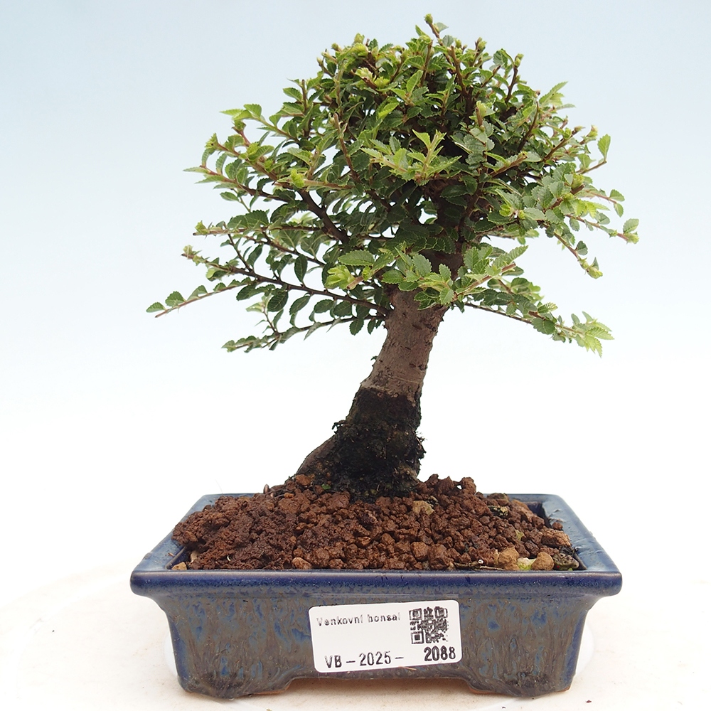 Outdoor bonsai - Ulmus parvifolia Hokkaido - Chinese elm