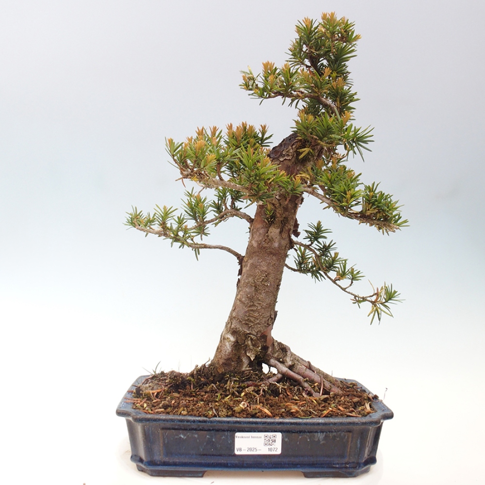 Outdoor bonsai - Taxus cuspidata - Japanese yew