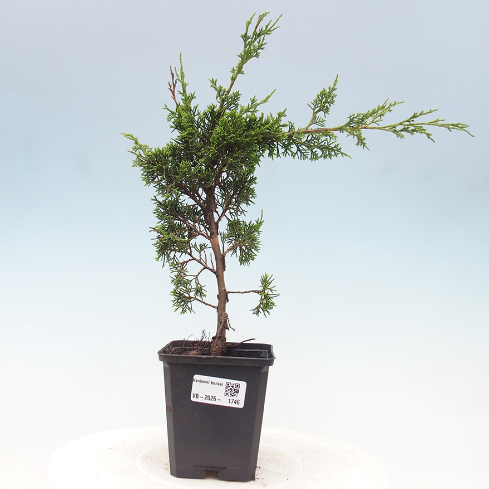Outdoor bonsai - Juniperus chinensis Itoigawa