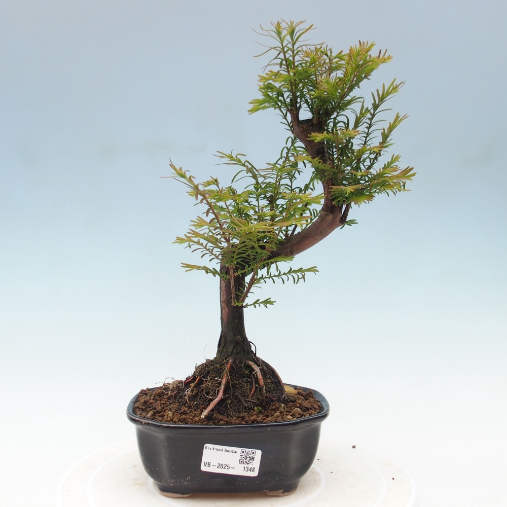 Outdoor bonsai - Metasequoia glyptostroboides - Chinese Metasequoia