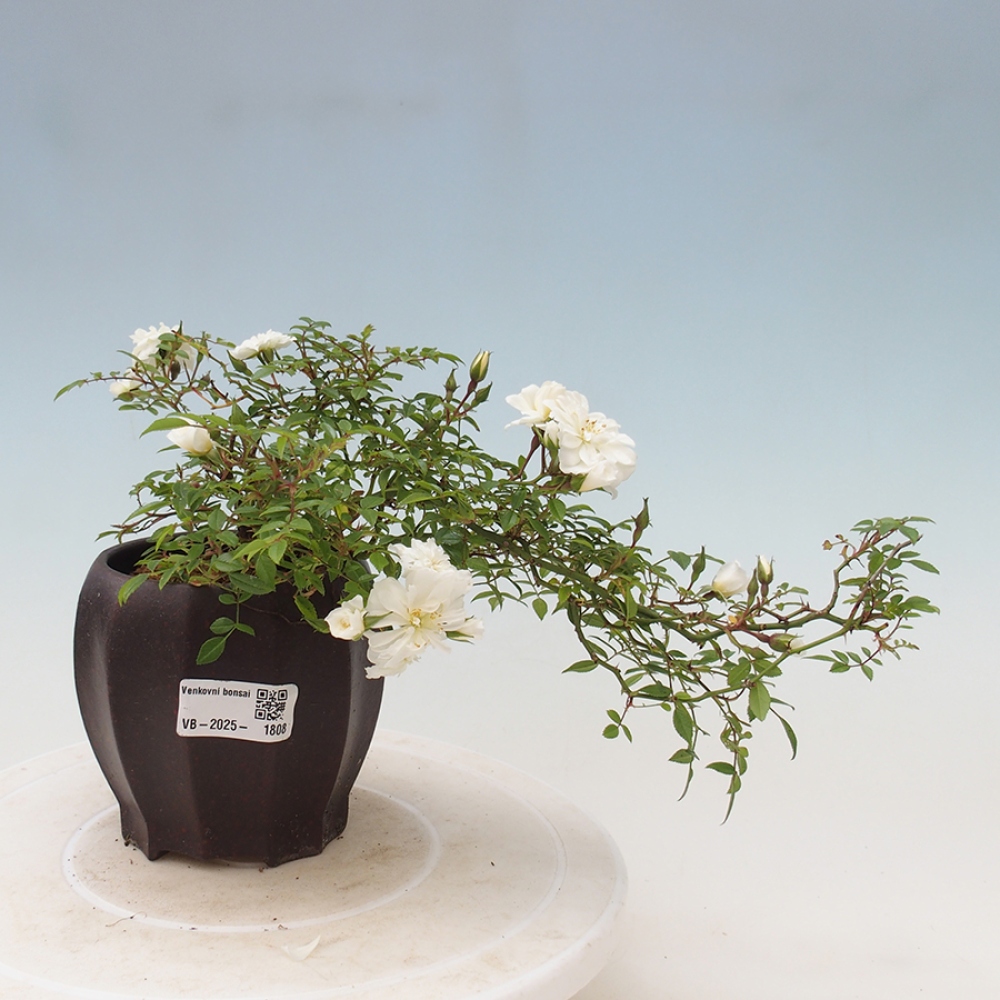 Outdoor bonsai - Rosa Sea Foam -  rose