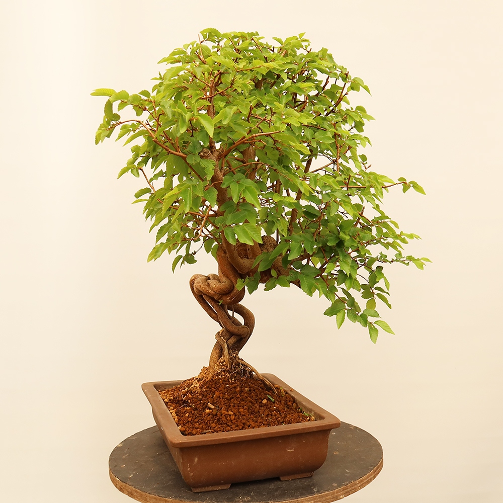 Outdoor bonsai - Carpinus Coreana - Korean hornbeam